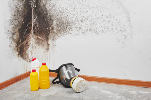 Best Mold Damage Repair  in Elyria, OH