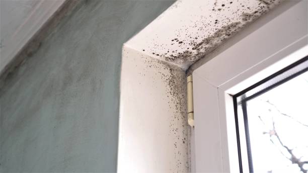Best Emergency Mold Removal  in Elyria, OH