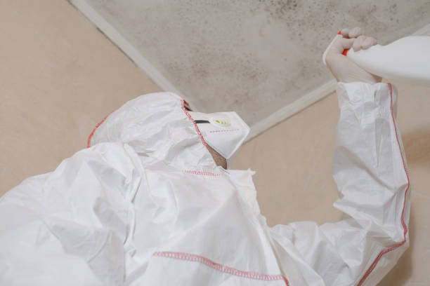 Best Black Mold Removal  in Elyria, OH