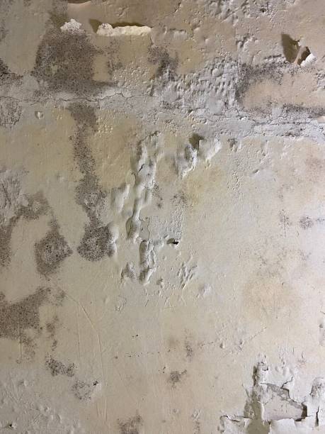 Best Professional Mold Removal  in Elyria, OH
