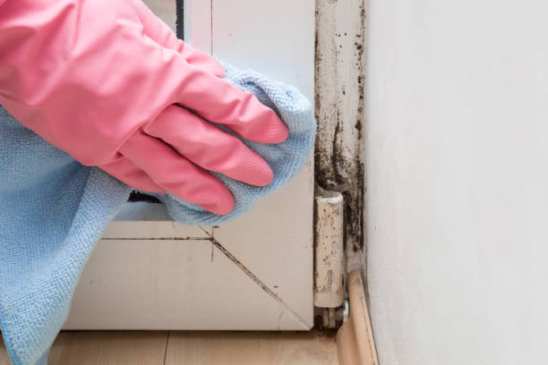 Best Commercial Mold Removal  in Elyria, OH