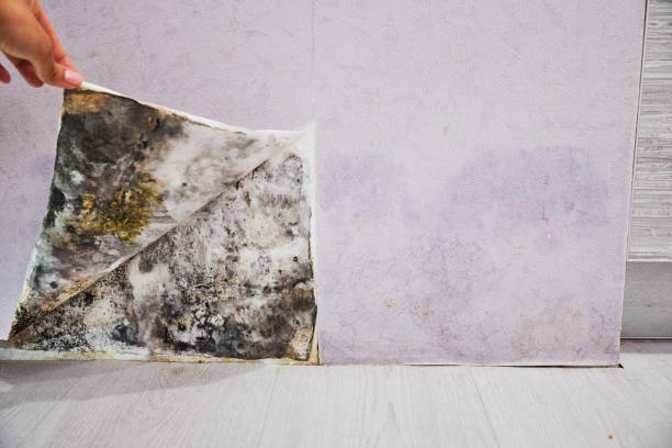 Best Residential Mold Removal  in Elyria, OH